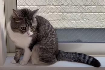 f:id:bolla:20211205043418p:plain