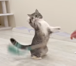 f:id:bolla:20220110213907p:plain