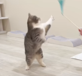 f:id:bolla:20220110214023p:plain