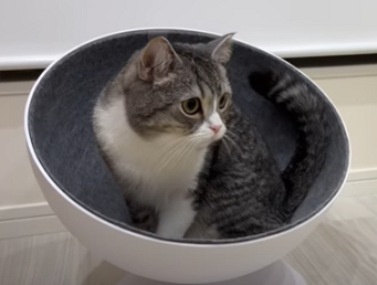 f:id:bolla:20220111231003p:plain