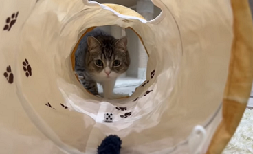 f:id:bolla:20220111234748p:plain