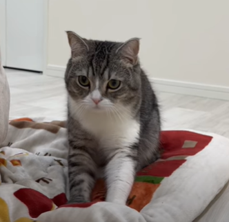 f:id:bolla:20220115010358p:plain