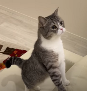 f:id:bolla:20220115034242p:plain