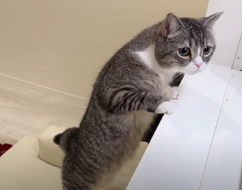 f:id:bolla:20220115034454p:plain