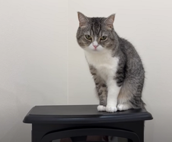 f:id:bolla:20220117211059p:plain