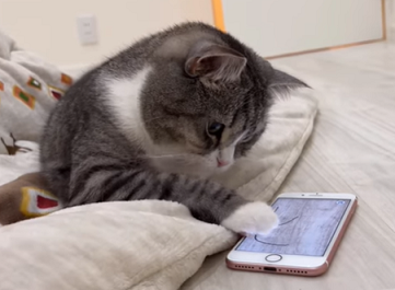 f:id:bolla:20220117224235p:plain