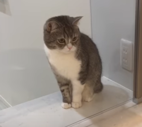 f:id:bolla:20220119020807p:plain