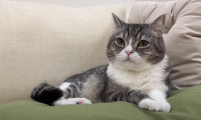 f:id:bolla:20220120030502p:plain