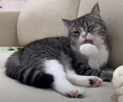 f:id:bolla:20220120050533p:plain