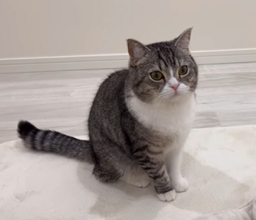 f:id:bolla:20220125004246p:plain