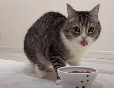 f:id:bolla:20220125004759p:plain