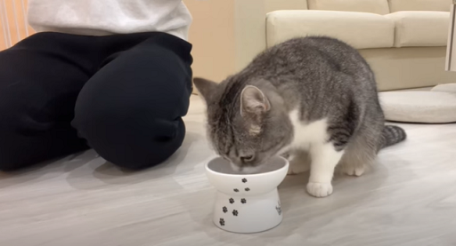 f:id:bolla:20220204031642p:plain