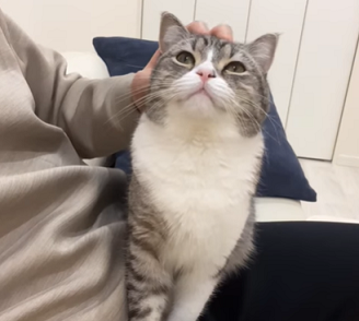 f:id:bolla:20220207204056p:plain