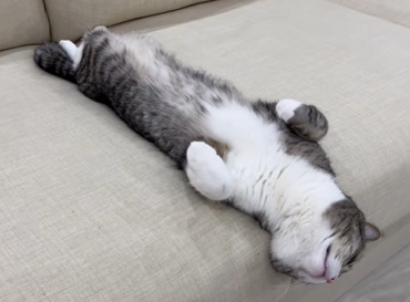 f:id:bolla:20220210004041p:plain