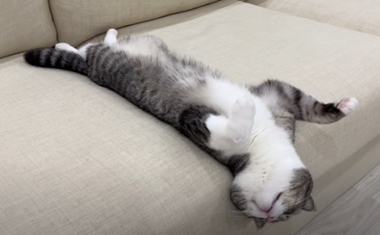 f:id:bolla:20220210004153p:plain