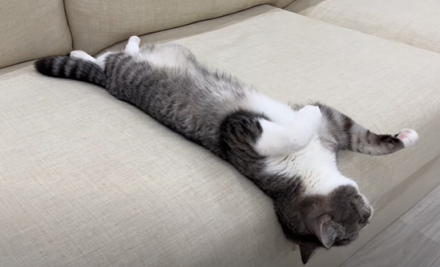 f:id:bolla:20220210004827p:plain