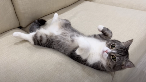 f:id:bolla:20220210005031p:plain