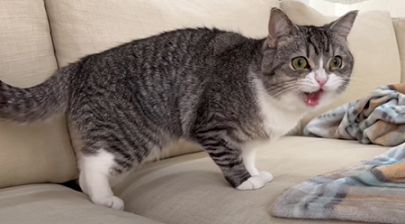 f:id:bolla:20220213205041p:plain