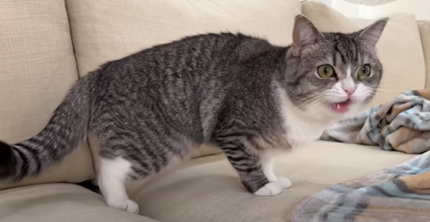 f:id:bolla:20220213205309p:plain