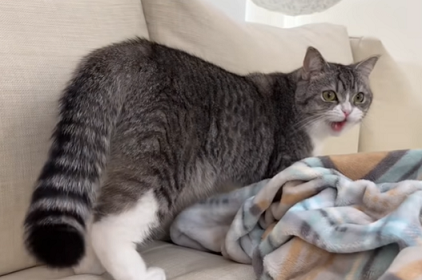 f:id:bolla:20220213205614p:plain