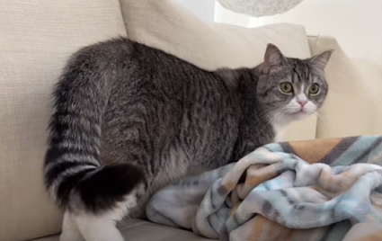 f:id:bolla:20220213205728p:plain