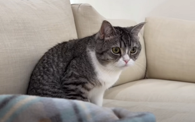 f:id:bolla:20220213210149p:plain