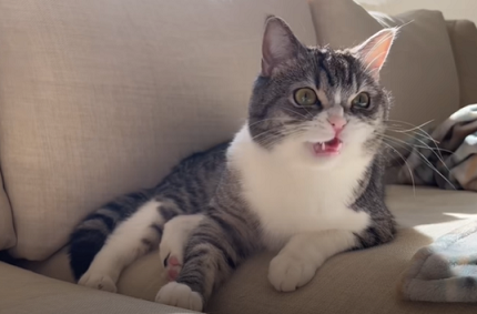 f:id:bolla:20220213210343p:plain