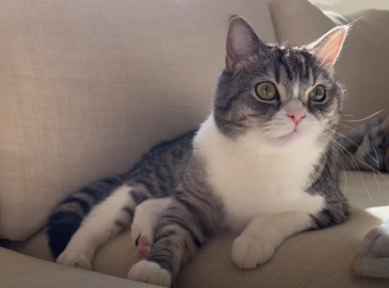 f:id:bolla:20220213210556p:plain