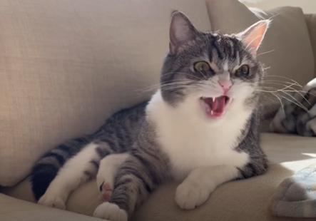 f:id:bolla:20220213210754p:plain