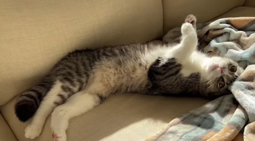 f:id:bolla:20220213211218p:plain