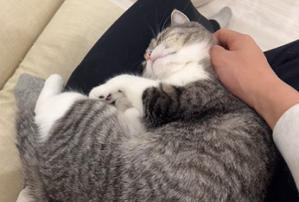 f:id:bolla:20220213211513p:plain