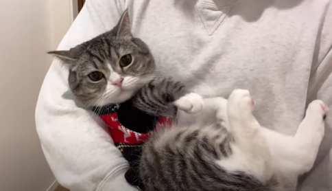 f:id:bolla:20220213231621p:plain