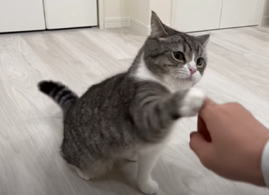 f:id:bolla:20220218002106p:plain