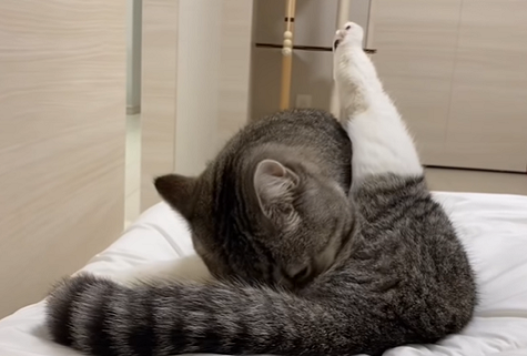 f:id:bolla:20220219015322p:plain