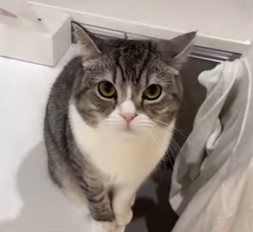 f:id:bolla:20220224234542p:plain