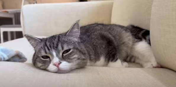 f:id:bolla:20220304232929p:plain