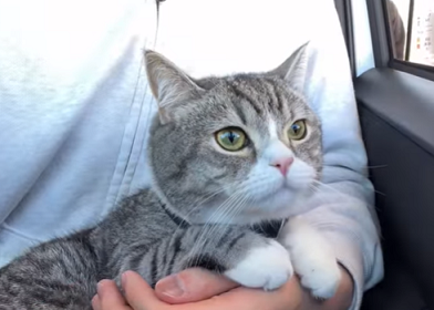 f:id:bolla:20220306015046p:plain