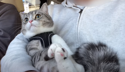 f:id:bolla:20220306015216p:plain