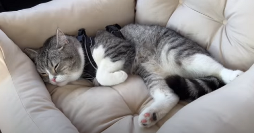 f:id:bolla:20220306015854p:plain