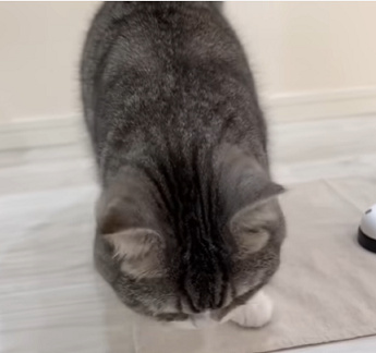 f:id:bolla:20220310030208p:plain