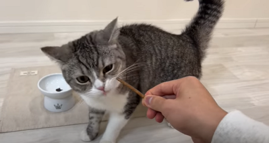 f:id:bolla:20220401031451p:plain