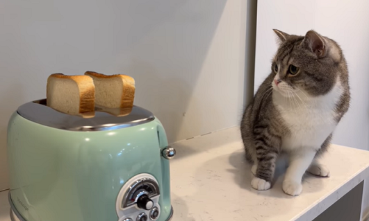 f:id:bolla:20220401032213p:plain