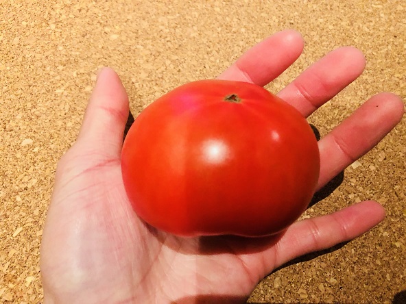 f:id:bollet:20190122192440j:plain