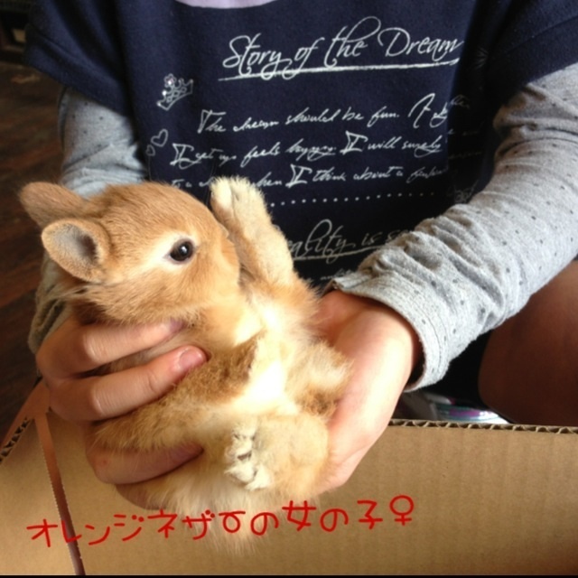 f:id:boltbay:20190701224112j:plain