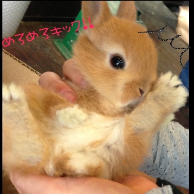 f:id:boltbay:20190701224519j:plain
