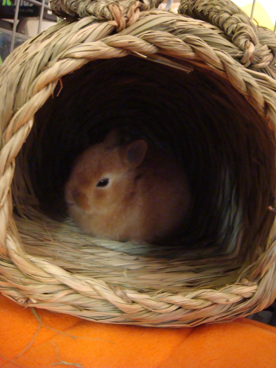 f:id:boltbay:20190701225341j:plain