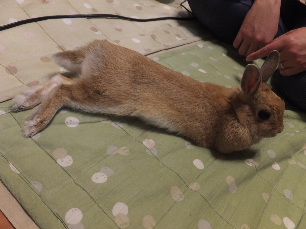 f:id:boltbay:20190702230918j:plain