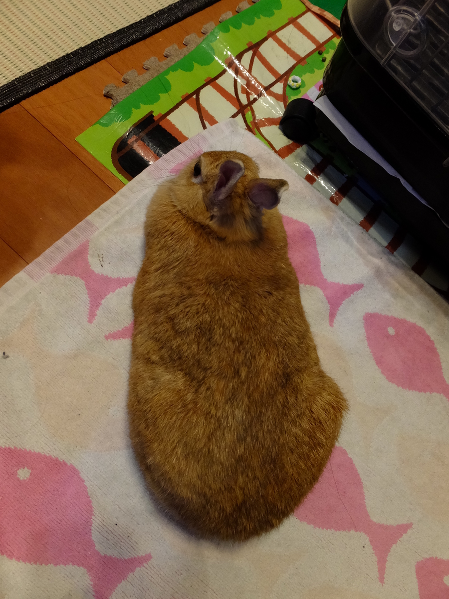 f:id:boltbay:20190703172157j:plain