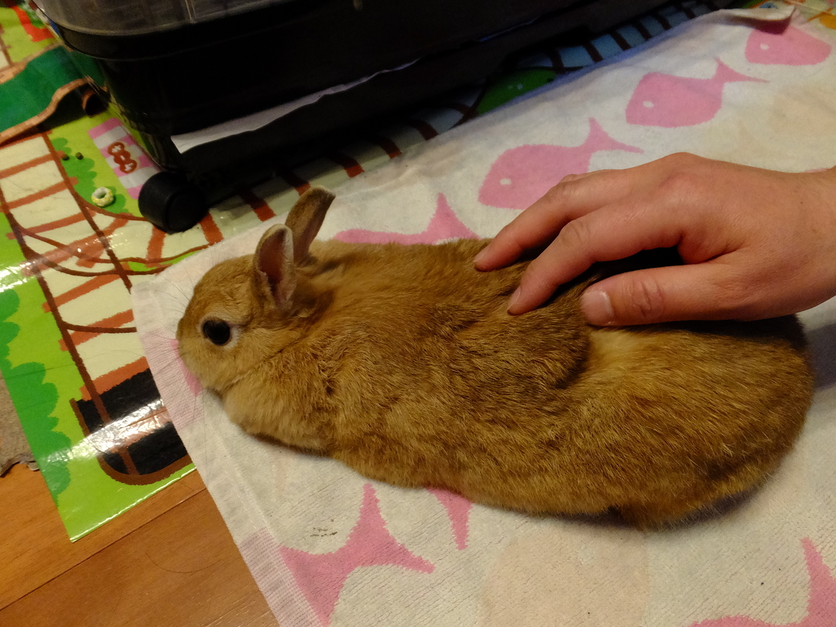 f:id:boltbay:20190703181153j:plain