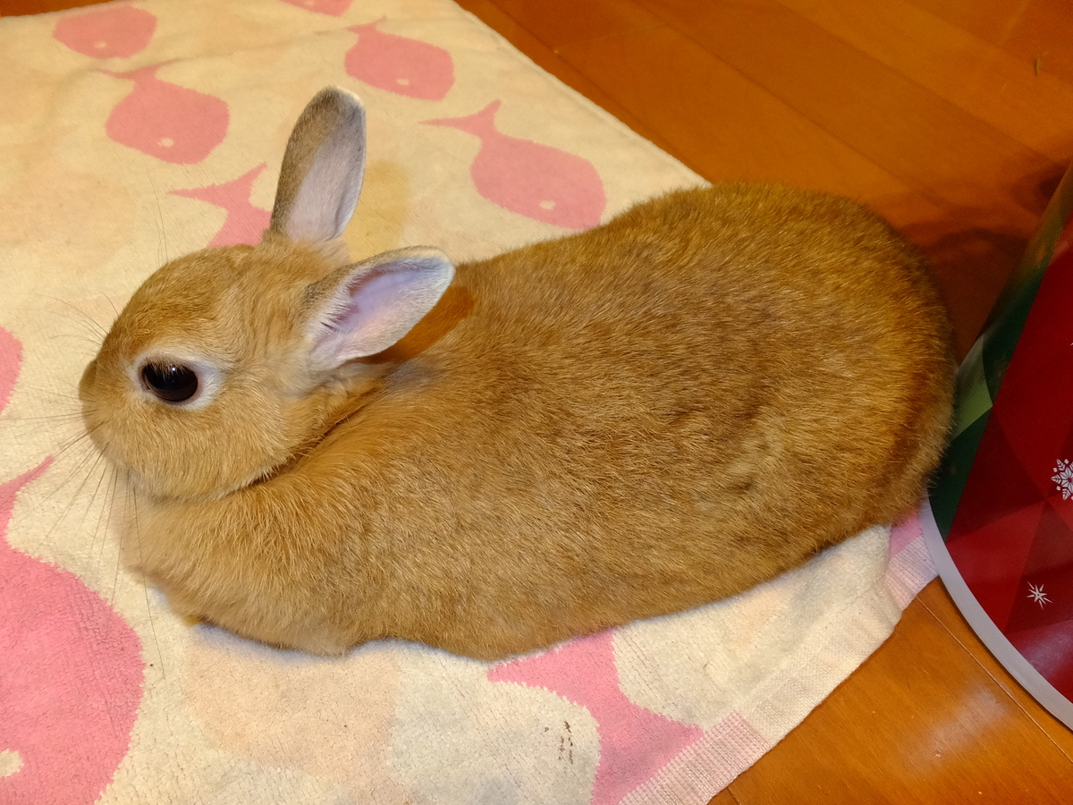 f:id:boltbay:20190703181320j:plain